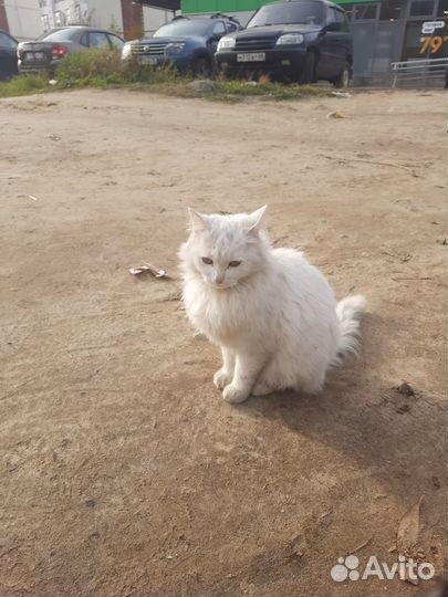 Бездомная кошка