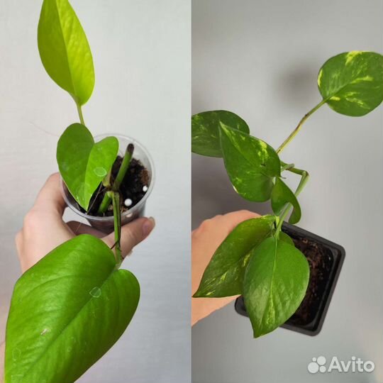 Комнатные растения