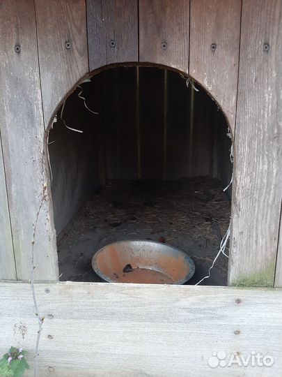 Собачья будка