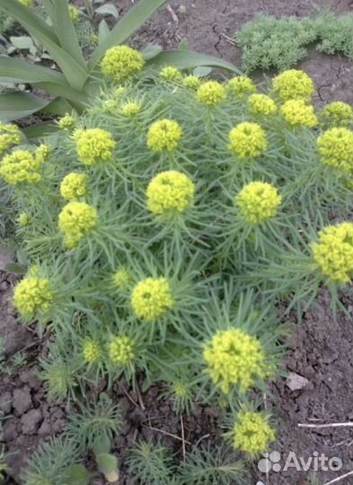 Многолетники, молочай кипарисовый, купена