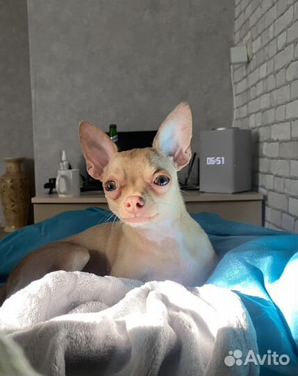 Чихуахуа мини вязка