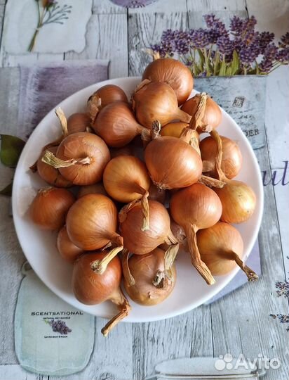 Лук семейный на посадку