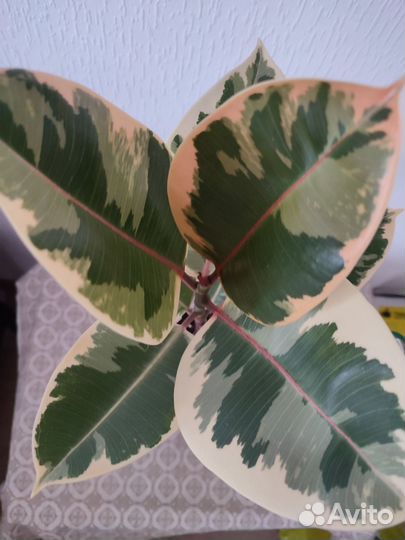 Фикус, молочай