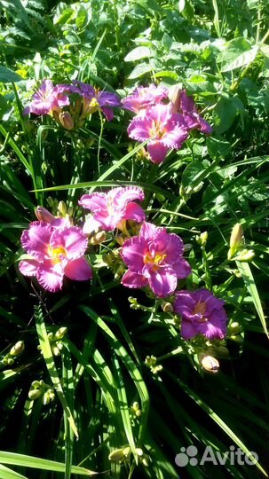 Лилии, лилейники (кусты)