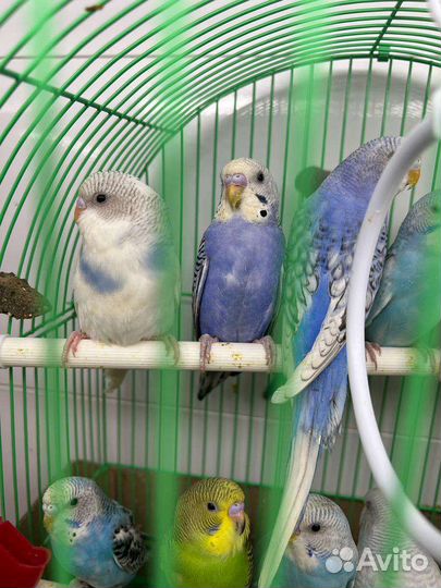 Волнистый попугай от заводчика Ручные