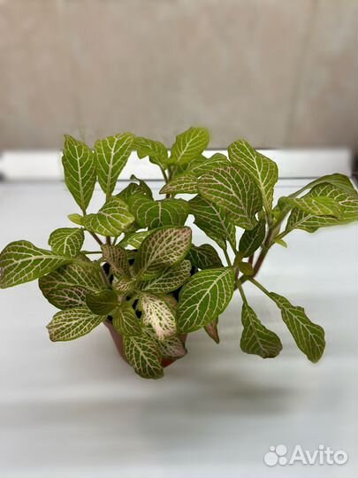 Фиттония комнатное растение