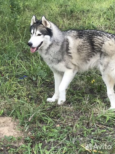 Потерялся хаски