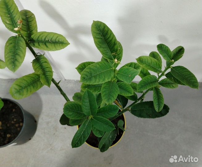 Цитрон рука будды