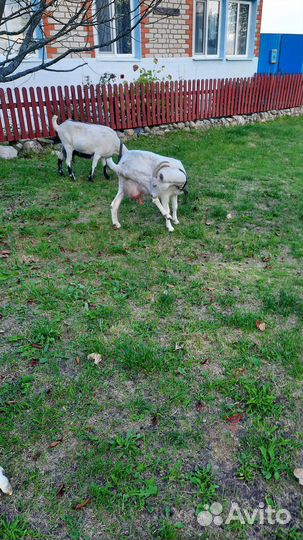 Козел и козы