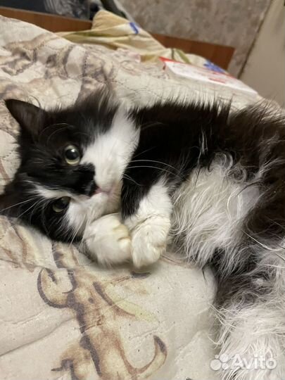 Кошка котенок