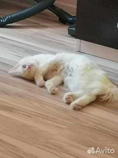 Кошки бесплатно