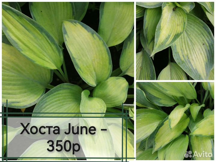 Многолетние садовые растения