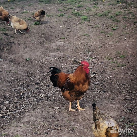 Яйцо инкубационное 40 р шт.кучинская юбилейная