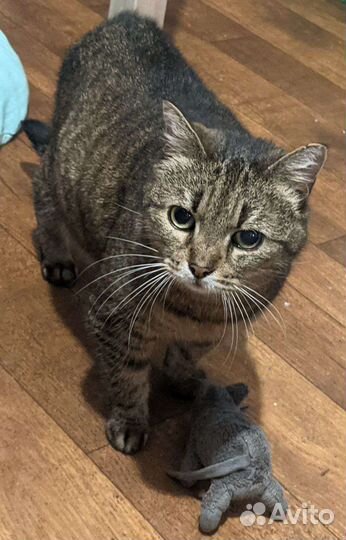 Кошечка тигрёнок