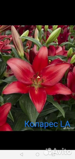 Лилии луковицы 4 сорта