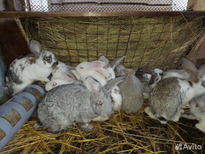 Серые великаны