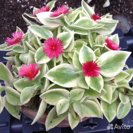 Аптения (рассада)