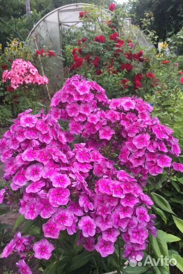 Флоксы сортовые