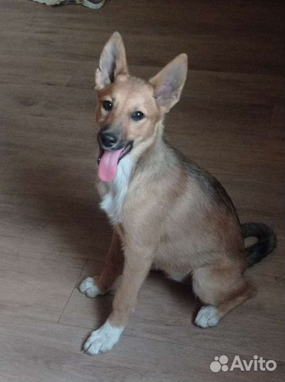 Щенок Маленькая собака дворняжка в добрые руки