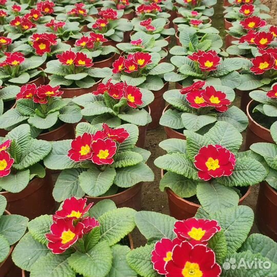 Грунт,навоз отлежавшийся,чернозем рыхлый от 20м