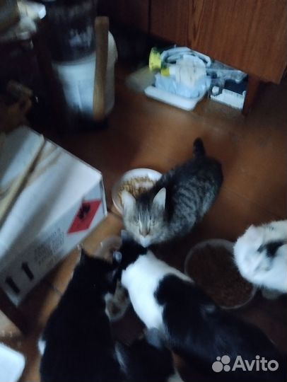 Пристраиваю котят