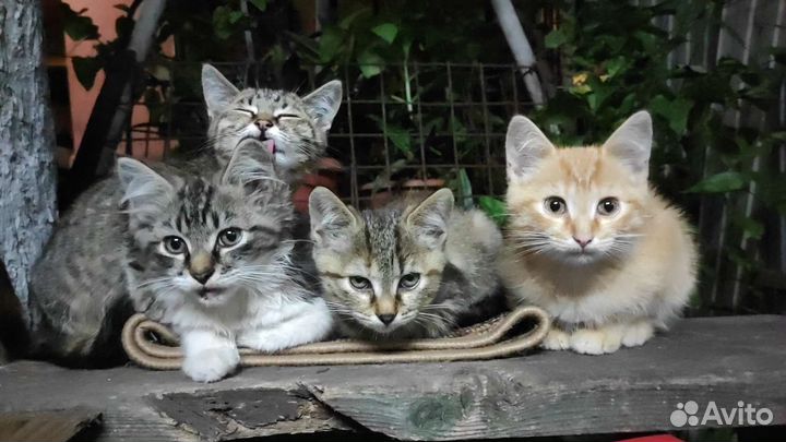 Котята в добрые руки