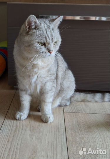 Шотландский кот