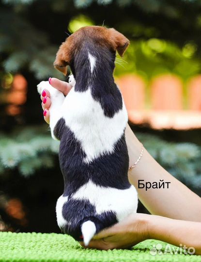 Высокопородные щенки Джек Рассел терьера