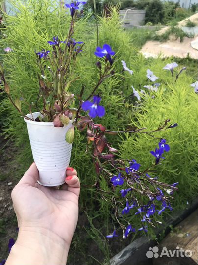 Рассада лобелии