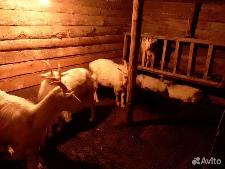 Козы оптом