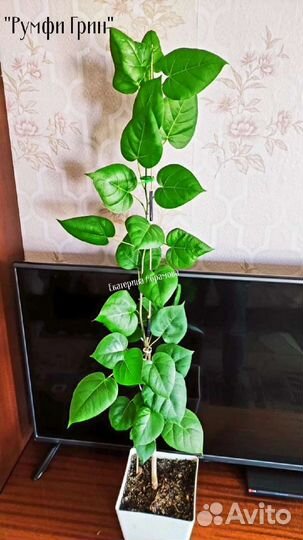 Сортовые фикусы