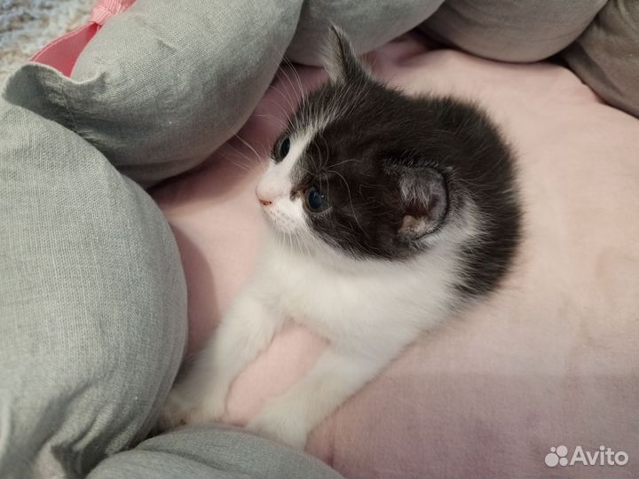 Котенок