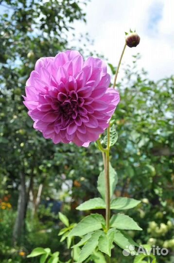 Растения для сада