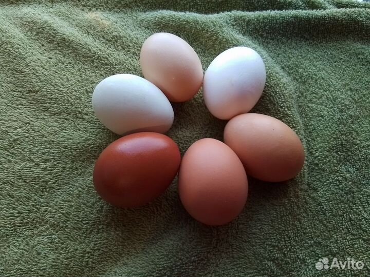 Домашние куриные яйца