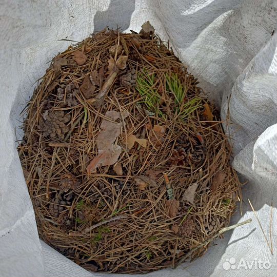 Хвоя сосновая сухая мульча