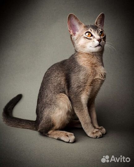 Фотограф анималист. Видеосъёмка животных