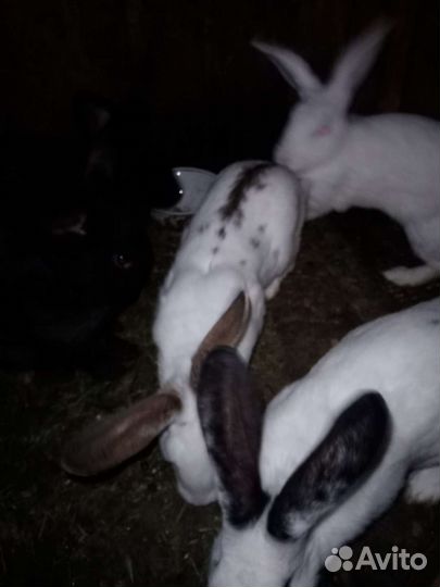 Кролики годовалые