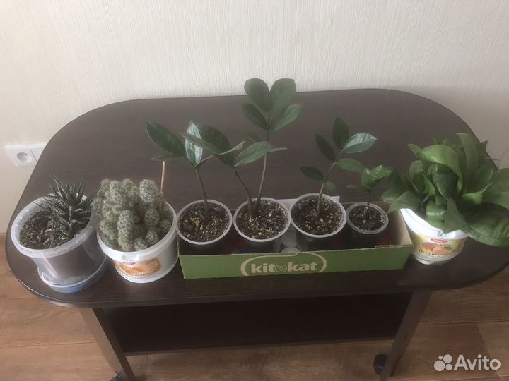 Комнатные растения