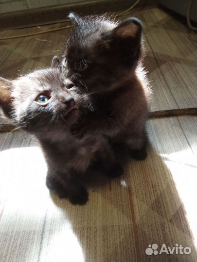 Котик в добрые руки