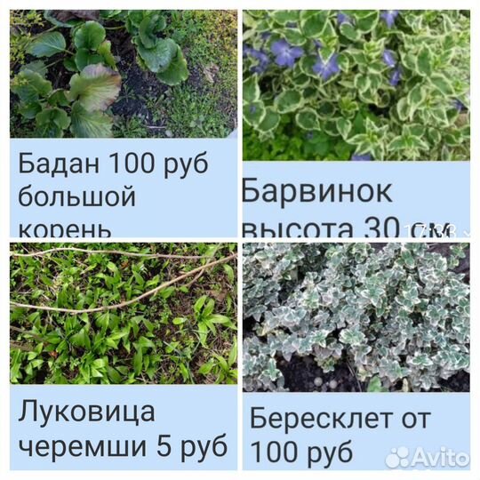 Многолетники для сада цветы