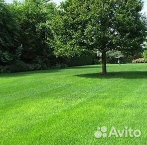 Газон рулонный