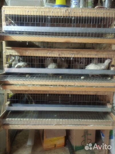 Клетки для перепелов б/у