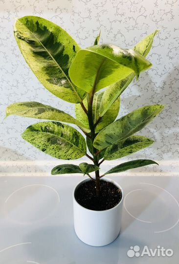 Фикус Шриверианна