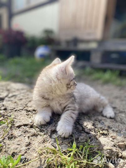 Бобтейл кошечки (мама Британка)