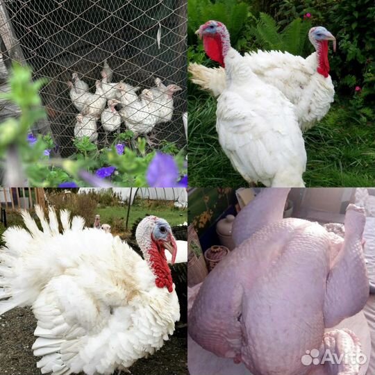 Продаются мясом бройллеры и индейки