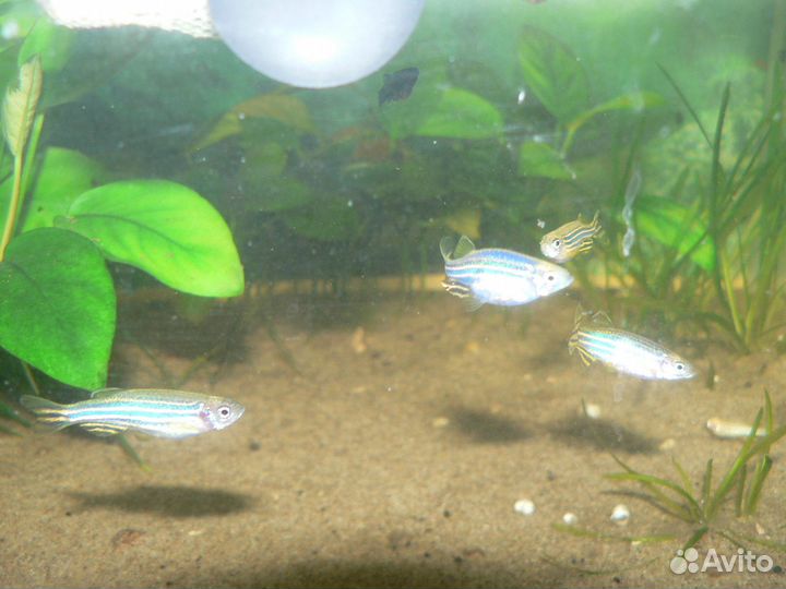 Аквариумные рыбки Данио