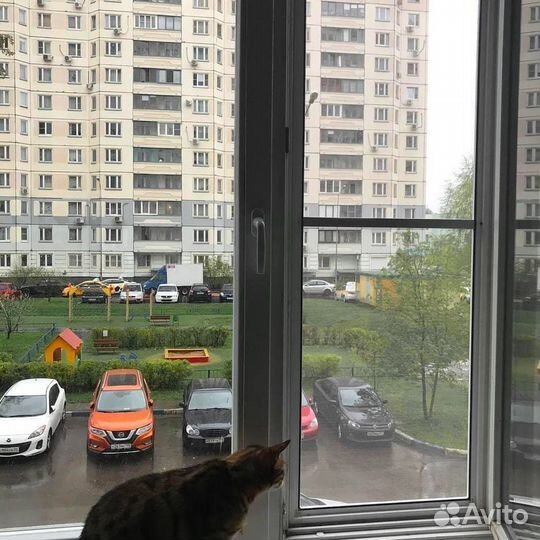 Москитная сетка Антикошка