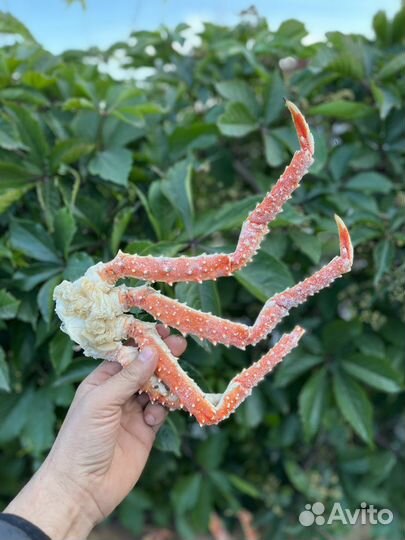 Крабы дальневосточные и морепродукты