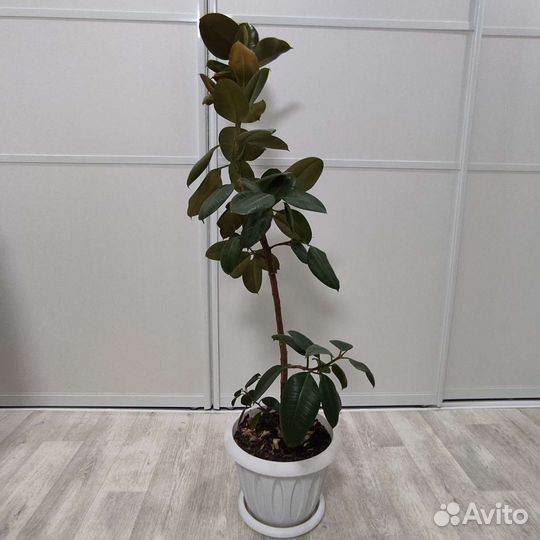 Фикус крупнолистный