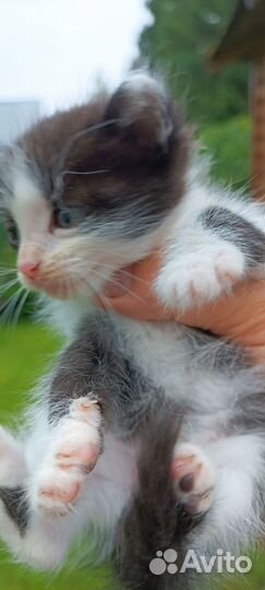 Кошка в дар